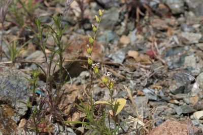 Streptanthus hesperidis, photographed by Arvel Hernandez