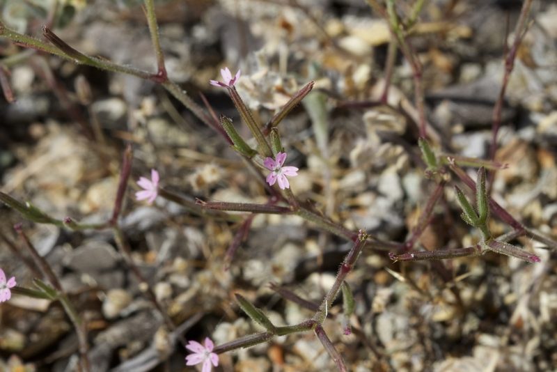 Dianthus nudiflorus, photographed by Arvel Hernandez