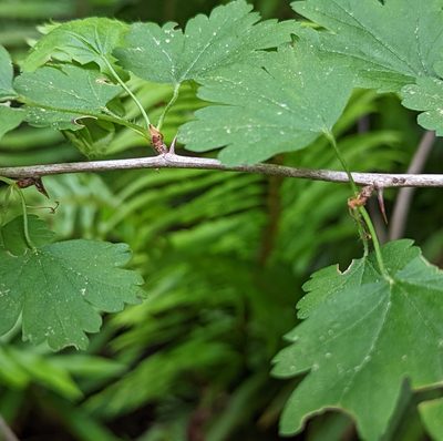 Ribes divaricatum
