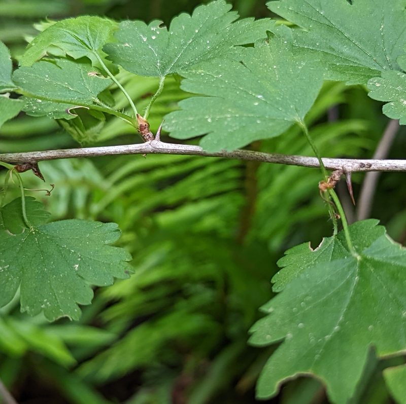 Ribes divaricatum, photographed by John A Haskins