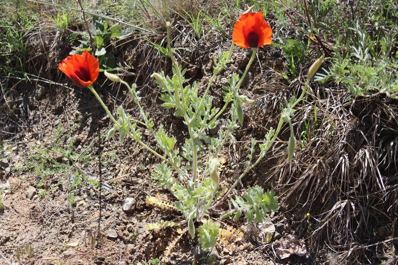 Glaucium corniculatum, photographed by Edmundas Greimas