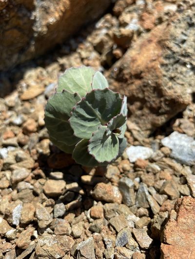 Streptanthus morrisonii, photographed by Mike Heine