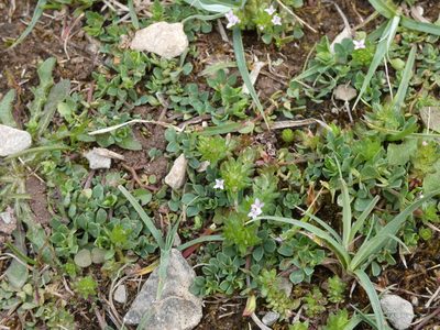 Sherardia arvensis, photographed by Josh Hedley