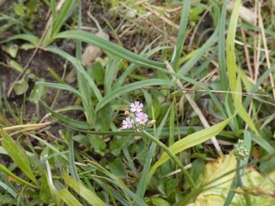 Primula farinosa, photographed by Josh Hedley