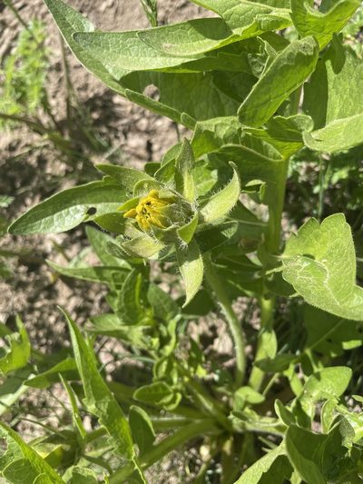 Balsamorhiza macrophylla, photographed by crothfels