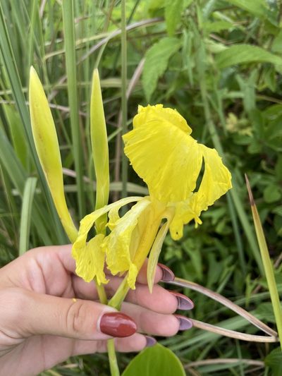 Canna flaccida, photographed by Farren Dell Rossman
