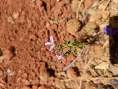 Cleomella serrulata