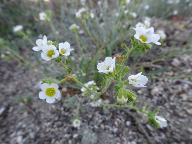 Phacelia brachyloba, photographed by Heather Dawnstar Sabin