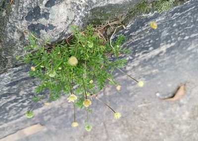 Cotula australis, photographed by ajott