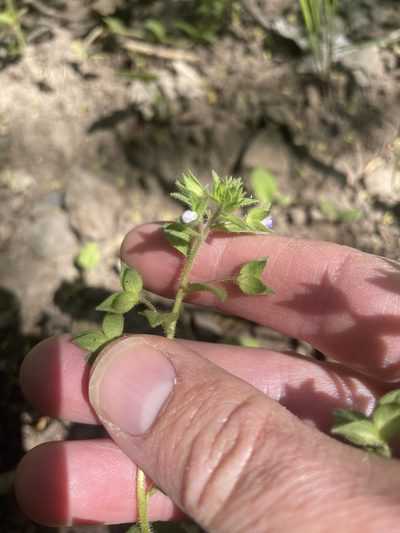 Veronica biloba, photographed by crothfels