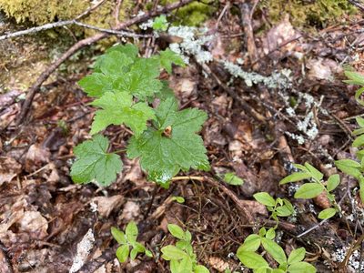 Ribes glandulosum, photographed by Mary E. Macaulay, P.Eng.