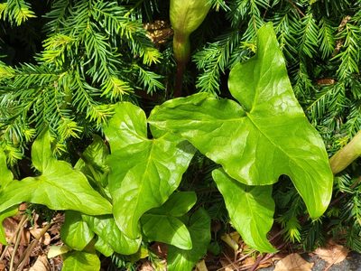 Arum italicum, photographed by DeeF