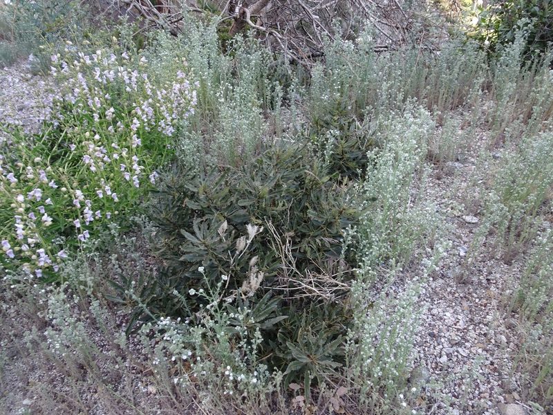 Eriodictyon trichocalyx, photographed by Heather Dawnstar Sabin