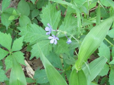 Phlox divaricata, photographed by Zakqary Roy