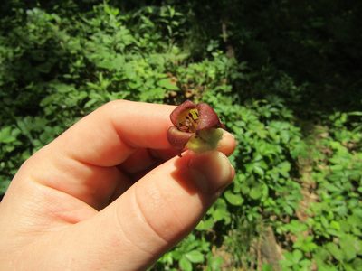 Asarum reflexum, photographed by Zakqary Roy