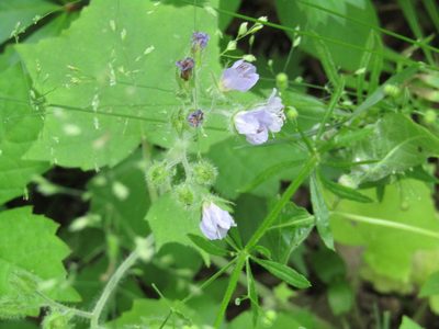 Hydrophyllum appendiculatum, photographed by Zakqary Roy