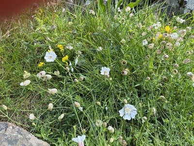 Silene uniflora, photographed by Juliad323