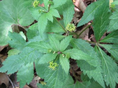 Sanicula odorata, photographed by Zakqary Roy