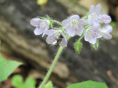 Hydrophyllum appendiculatum, photographed by Zakqary Roy