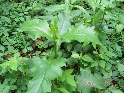 Silphium perfoliatum, photographed by Zakqary Roy