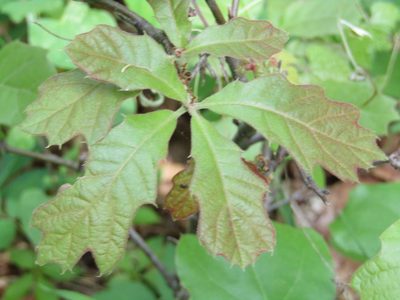 Quercus macrocarpa, photographed by Zakqary Roy
