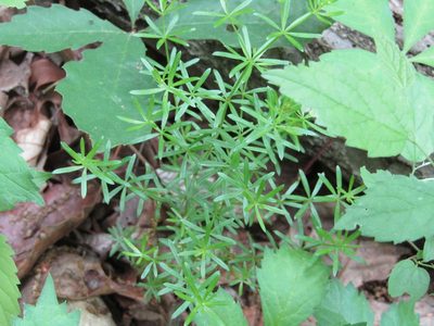 Galium concinnum, photographed by Zakqary Roy