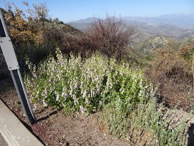 Penstemon grinnellii, photographed by Heather Dawnstar Sabin