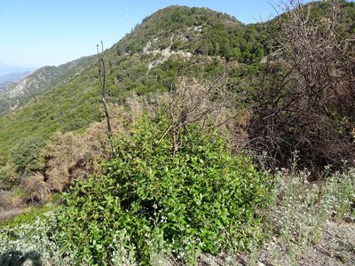 Frangula californica, photographed by Heather Dawnstar Sabin