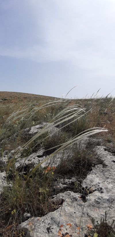 Stipa austroitalica, photographed by Leonardo Ancillotto