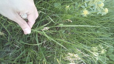 Carex praecox, photographed by Михаил Орлов