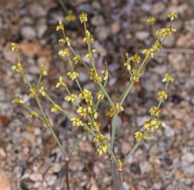 Eriogonum brachyanthum, photographed by Steve Matson