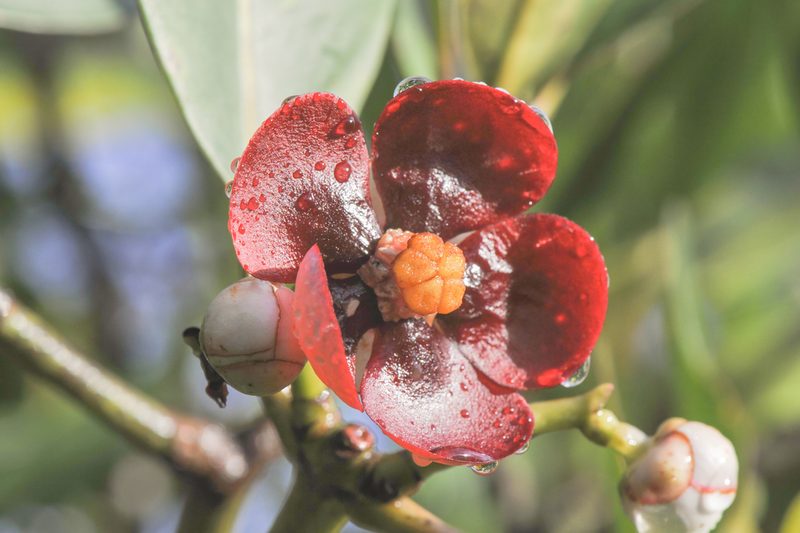 Clusia schomburgkiana, photographed by Morten Ross
