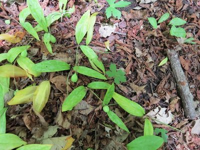 Erythronium americanum, photographed by Howard Williams