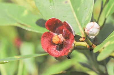 Clusia schomburgkiana, photographed by Morten Ross