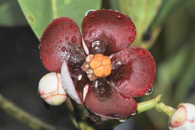 Clusia schomburgkiana, photographed by Morten Ross
