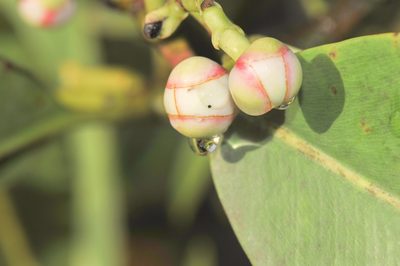 Clusia schomburgkiana, photographed by Morten Ross
