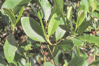 Clusia schomburgkiana, photographed by Morten Ross