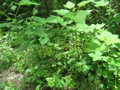 Ribes americanum, photographed by Howard Williams