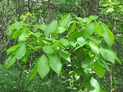 Carya cordiformis, photographed by Howard Williams