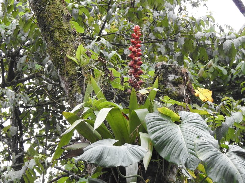 Cipuropsis capituligera, photographed by Naturalist Tours