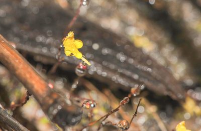 Utricularia pusilla, photographed by Morten Ross