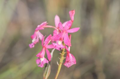 Epidendrum ibaguense, photographed by Morten Ross