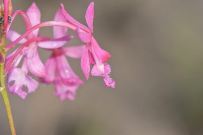 Epidendrum ibaguense, photographed by Morten Ross