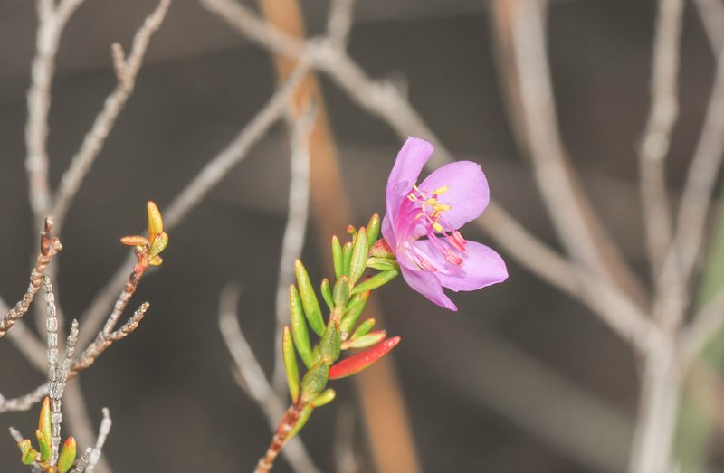 Microlicia benthamiana, photographed by Morten Ross