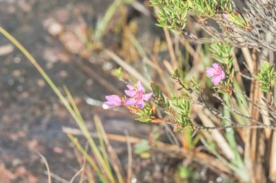 Microlicia benthamiana, photographed by Morten Ross