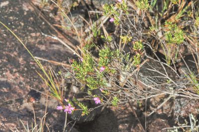 Microlicia benthamiana, photographed by Morten Ross