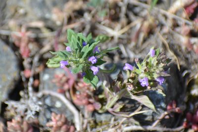 Clinopodium acinos, photographed by Pavel Kacl