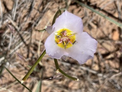 Calochortus flexuosus