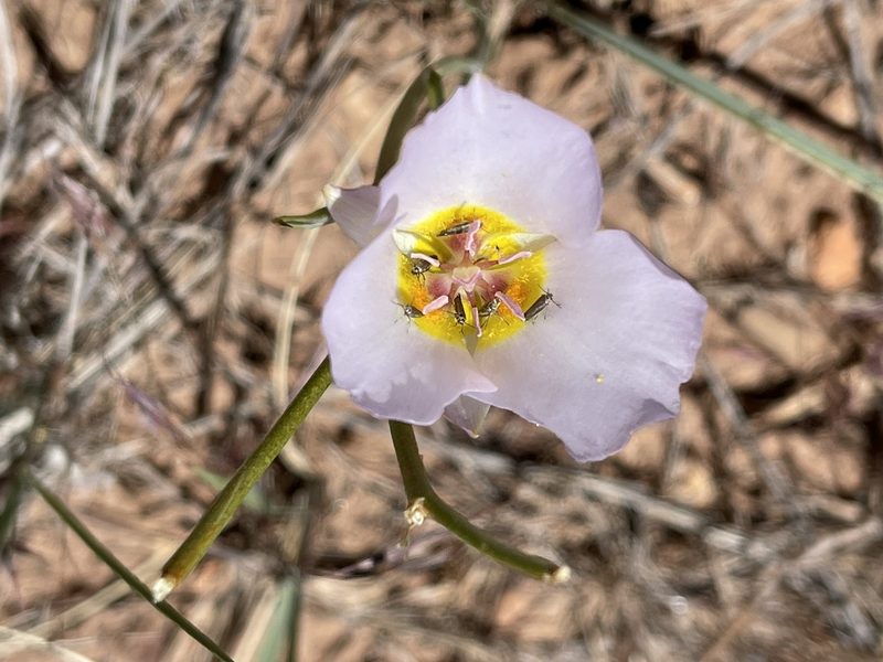 Calochortus flexuosus, photographed by Dee Shea Himes