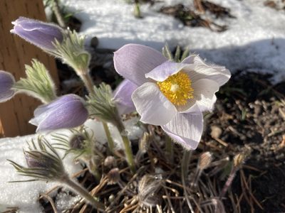 Pulsatilla nuttalliana, photographed by Jennie Lawrence